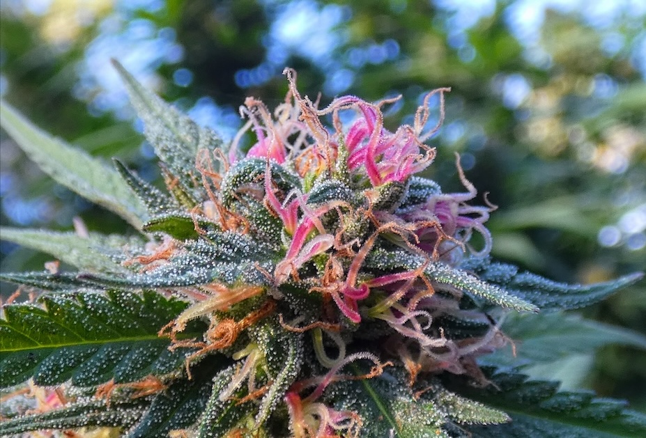 Terpenes play a huge role in determining the effects of a strain of cannabis